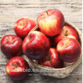 100% Natural Certificated Organic Apple Fruit Juice Extract Powder